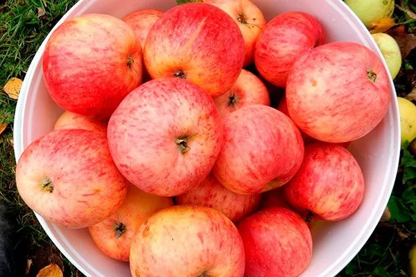 вкус яблони Штрейфлинг2 яблони Штрейфлинг2