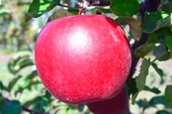 вкус яблони Вишнёвое2