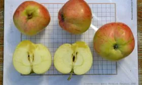 вкусовые качества яблони Штрейфлинг3 яблони Штрейфлинг3