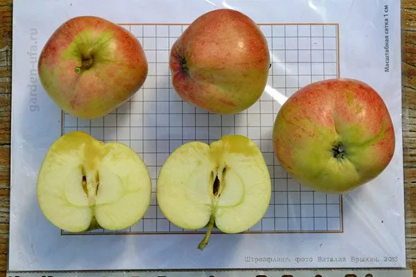 вкусовые качества яблони Штрейфлинг3 яблони Штрейфлинг3