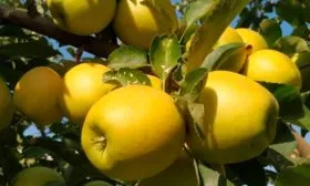 Владимирский Голден Делишес Яблоня Голден Делишес4