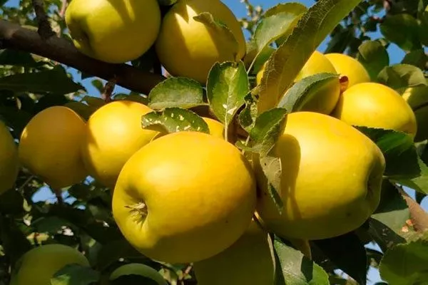 Владимирский Голден Делишес Яблоня Голден Делишес4