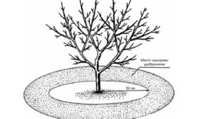 Внесение подкормок яблони Байя Мариса3