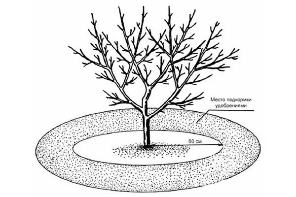 Внесение подкормок яблони Байя Мариса3