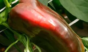 внешний вид перец Испанский бык2