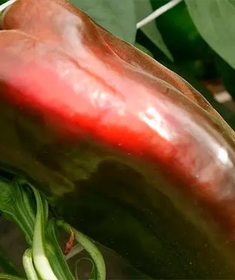 внешний вид перец Испанский бык2