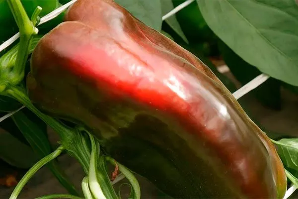 внешний вид перец Испанский бык2