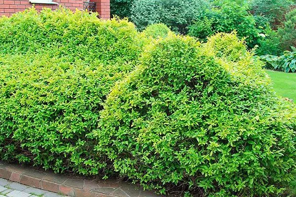 внешний вид японская черника1