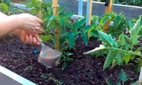 Вносите подкормки томата Вишенка чёрная4