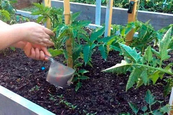 Вносите подкормки томата Вишенка чёрная4