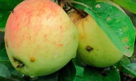 Волжский Яблоня Аркад4