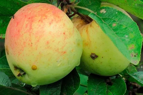 Волжский Яблоня Аркад4