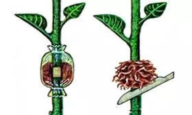 Воздушными отводками яблоня Триумф2