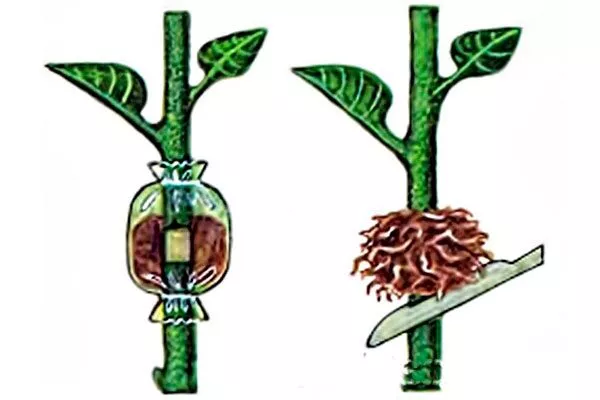 Воздушными отводками яблоня Триумф2