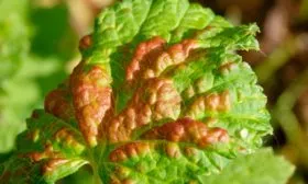 Вредители и заболевания смородины Деликате3