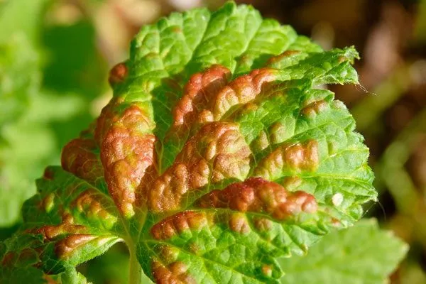 Вредители и заболевания смородины Деликате3