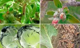 Вредители Яблоня Голден Делишес5