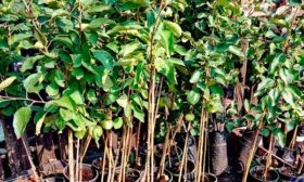 Выбирайте крепкие, здоровые саженцы яблони Память Ульянищева4