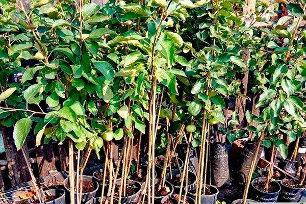 Выбирайте крепкие, здоровые саженцы яблони Память Ульянищева4