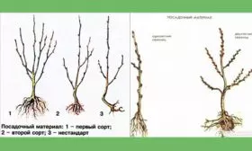 Выбор и подготовка посадочного материала Слива Персиковая Мичурина3