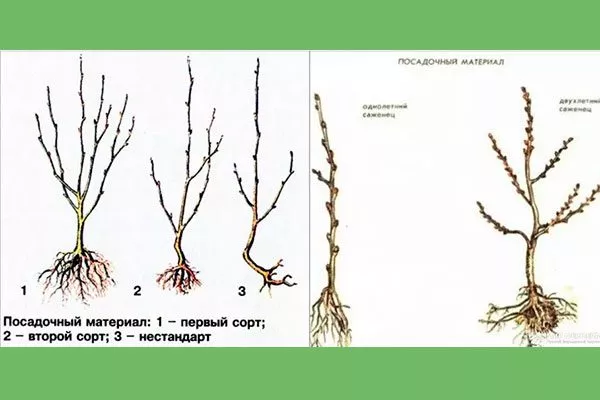 Выбор и подготовка посадочного материала Слива Персиковая Мичурина3