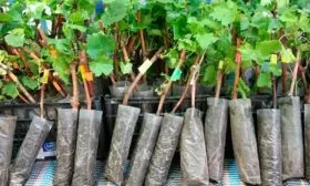 Выбор и подготовка посадочного материала винограда Родина4