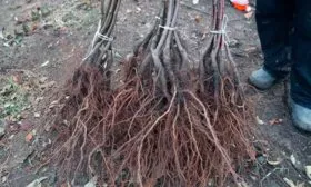 Выбор и подготовка посадочного материала яблони Ветеран3