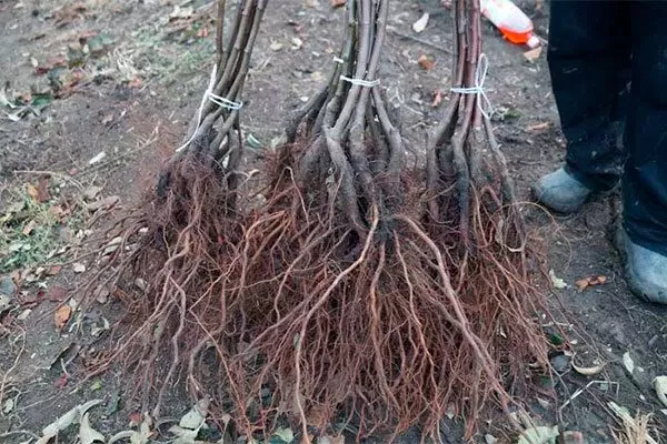 Выбор и подготовка посадочного материала яблони Ветеран3