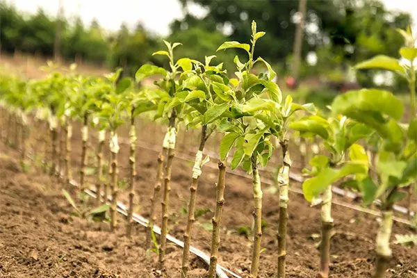 Выбор и подготовка посадочного материала Яблоня Аркад5