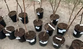 Выбор и подготовка саженца яблони Байя Мариса4