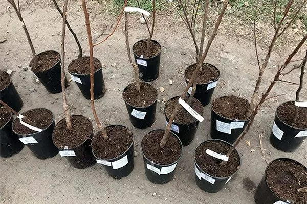 Выбор и подготовка саженца яблони Байя Мариса4