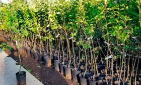 Выбор и подготовка саженцев яблони Славянка1