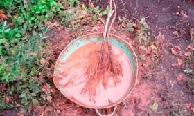 Выбор и подготовка саженцев2 яблони Славянка2