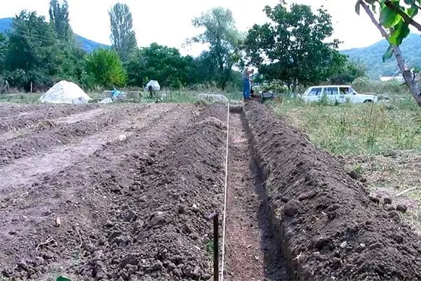 Выбор и подготовка участка малины Малиновая гряда3