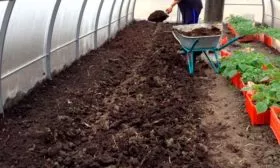 Выбор и подготовка участка Сызранская пипочка4