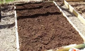 Выбор места и подготовка грядок огурцов Диригент2