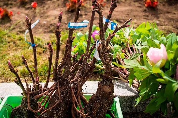 Выбор посадочного материала пиона Сонома Хало1