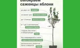 выбор саженца