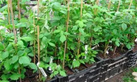 Выбор саженца и время посадки малины Малиновая гряда4