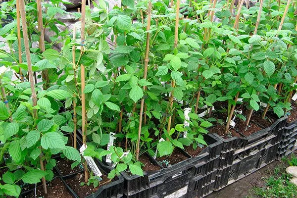 Выбор саженца и время посадки малины Малиновая гряда4