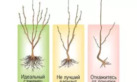 Выбор саженца сорт яблок Осеннее полосатое4