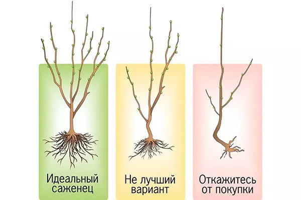 Выбор саженца сорт яблок Осеннее полосатое4