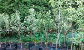 Выбор саженца яблони Апорт6