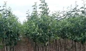 выбор саженца яблони Брянское