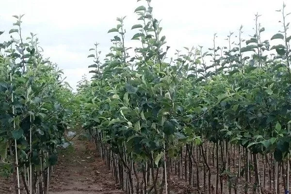 выбор саженца яблони Брянское