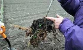 Выбор саженца яблони Эра3