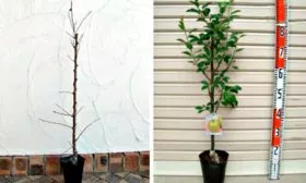 выбор саженца яблони Вишнёвое3