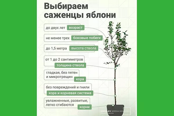 выбор саженца