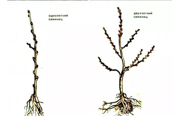 выбор саженца1 яблони Вишнёвое4
