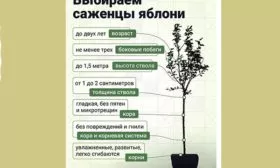 выбор саженцев яблони Красное раннее7